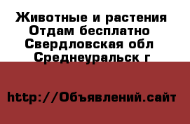 Животные и растения Отдам бесплатно. Свердловская обл.,Среднеуральск г.